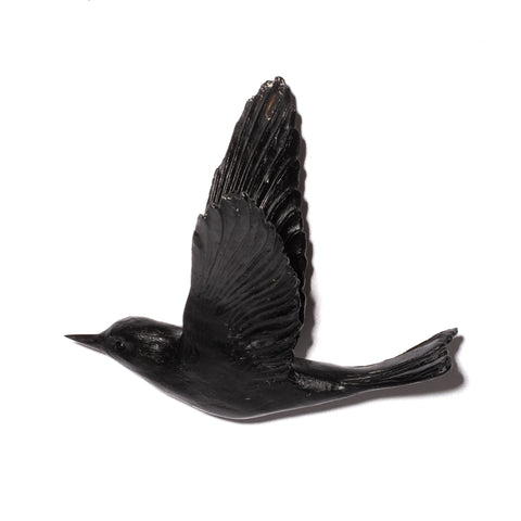 Pipiwharauroa / Shining Cuckoo | Glass Bird