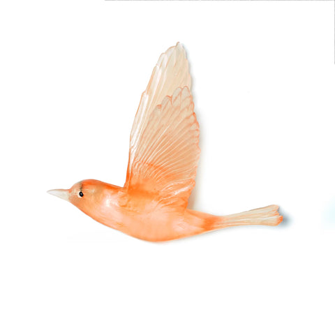 Pipiwharauroa / Shining Cuckoo | Glass Bird