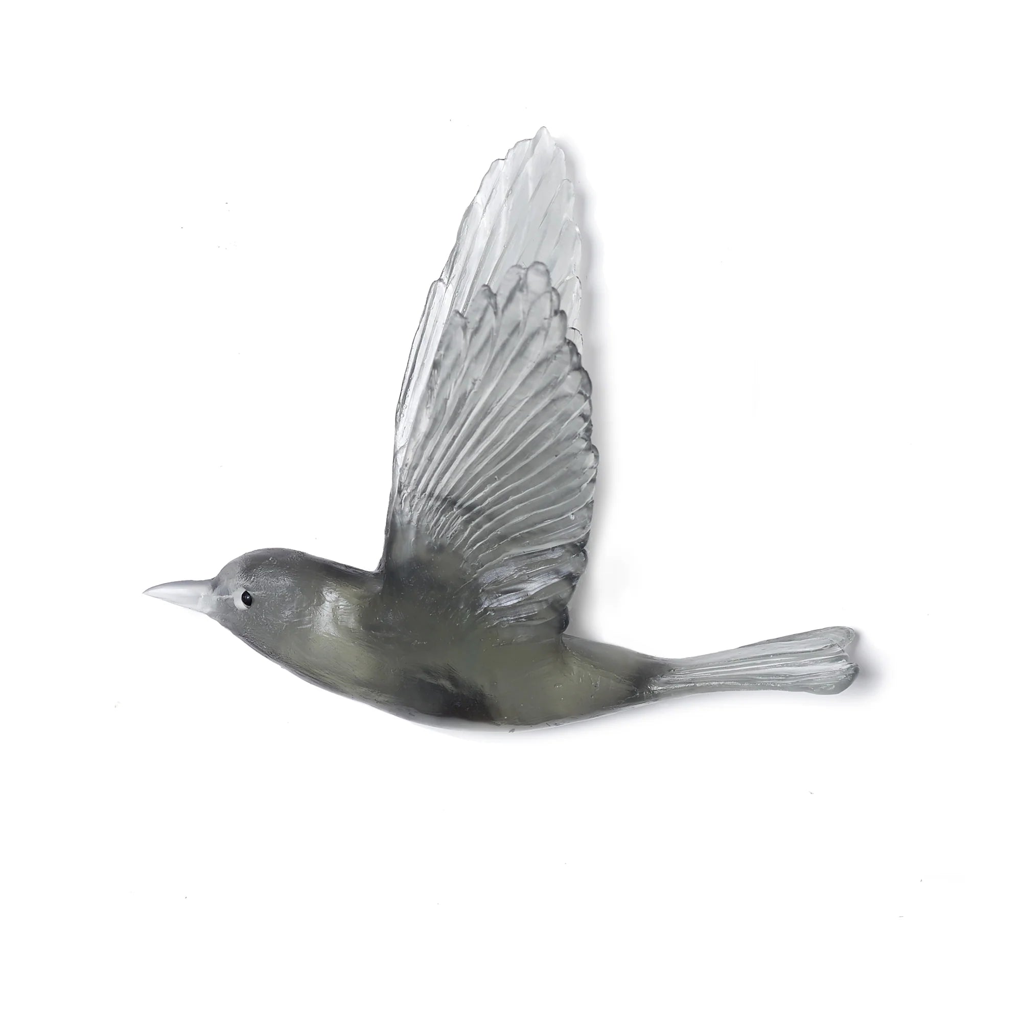 Pipiwharauroa / Shining Cuckoo | Glass Bird