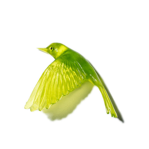 Pōpokotea / Whitehead | Glass Bird